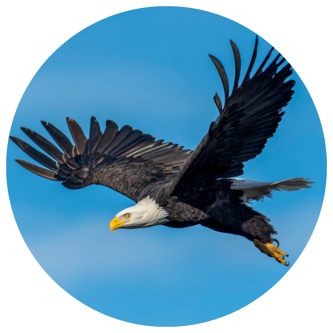 Learn to pronounce bald eagle (QELEṈSEN) in SENĆOŦEN