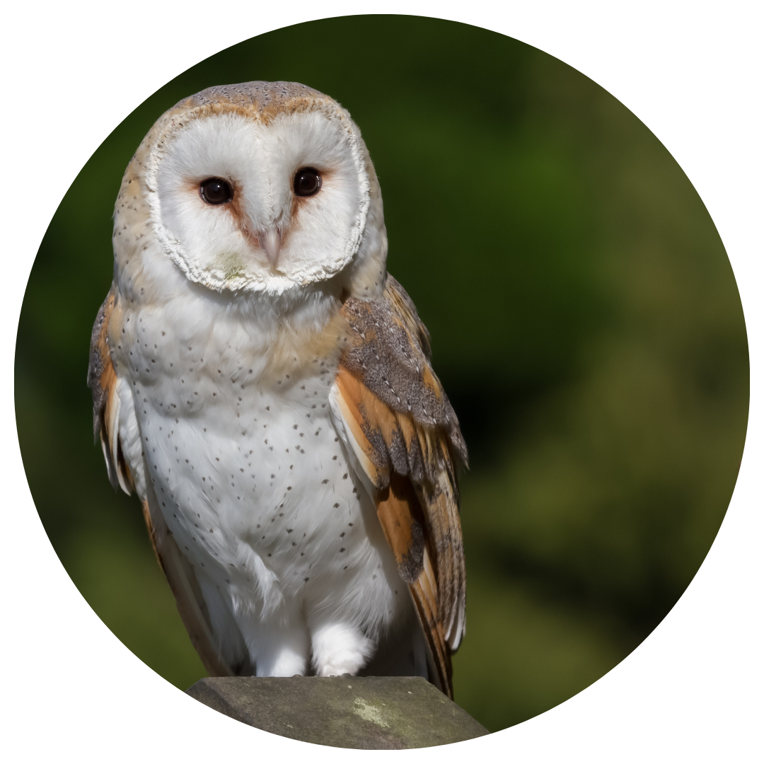 Learn to pronounce barn owl (SPELḰIȾE,) in SENĆOŦEN