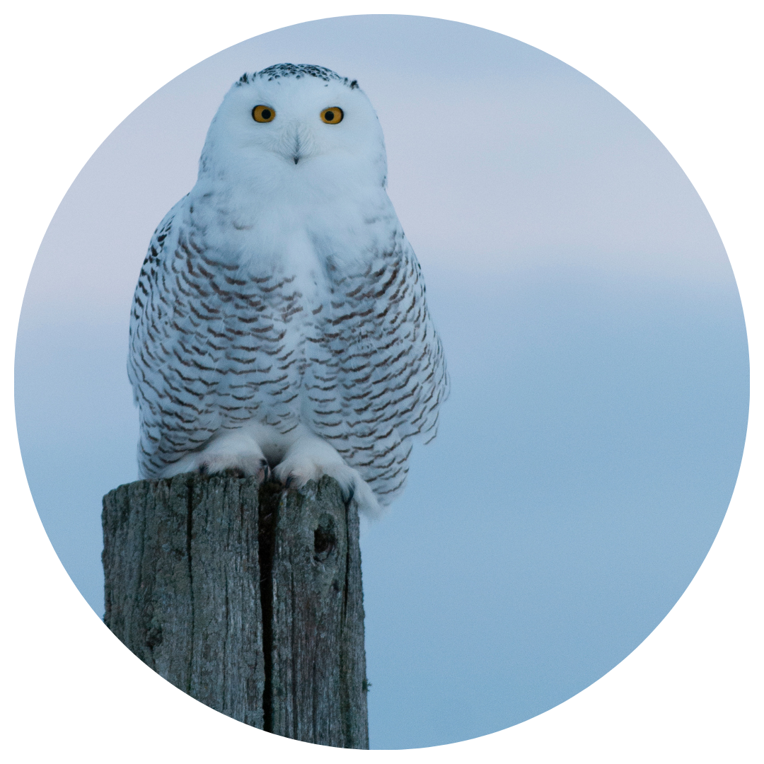 Learn to pronounce Snowy Owl (ṈEḴṈEḴE,) in SENĆOŦEN