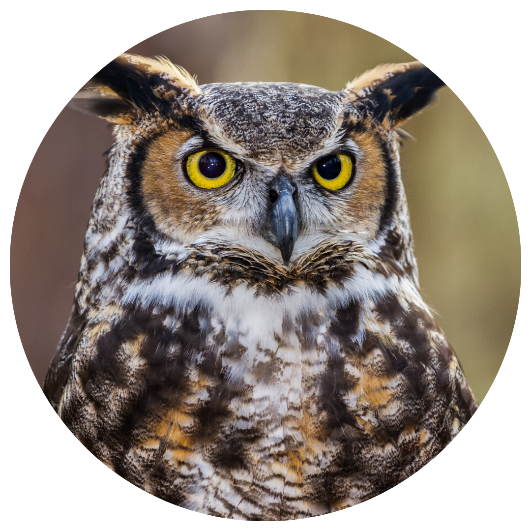 Learn to pronounce Horned Owl (ĆIETṈEW̱,) in SENĆOŦEN