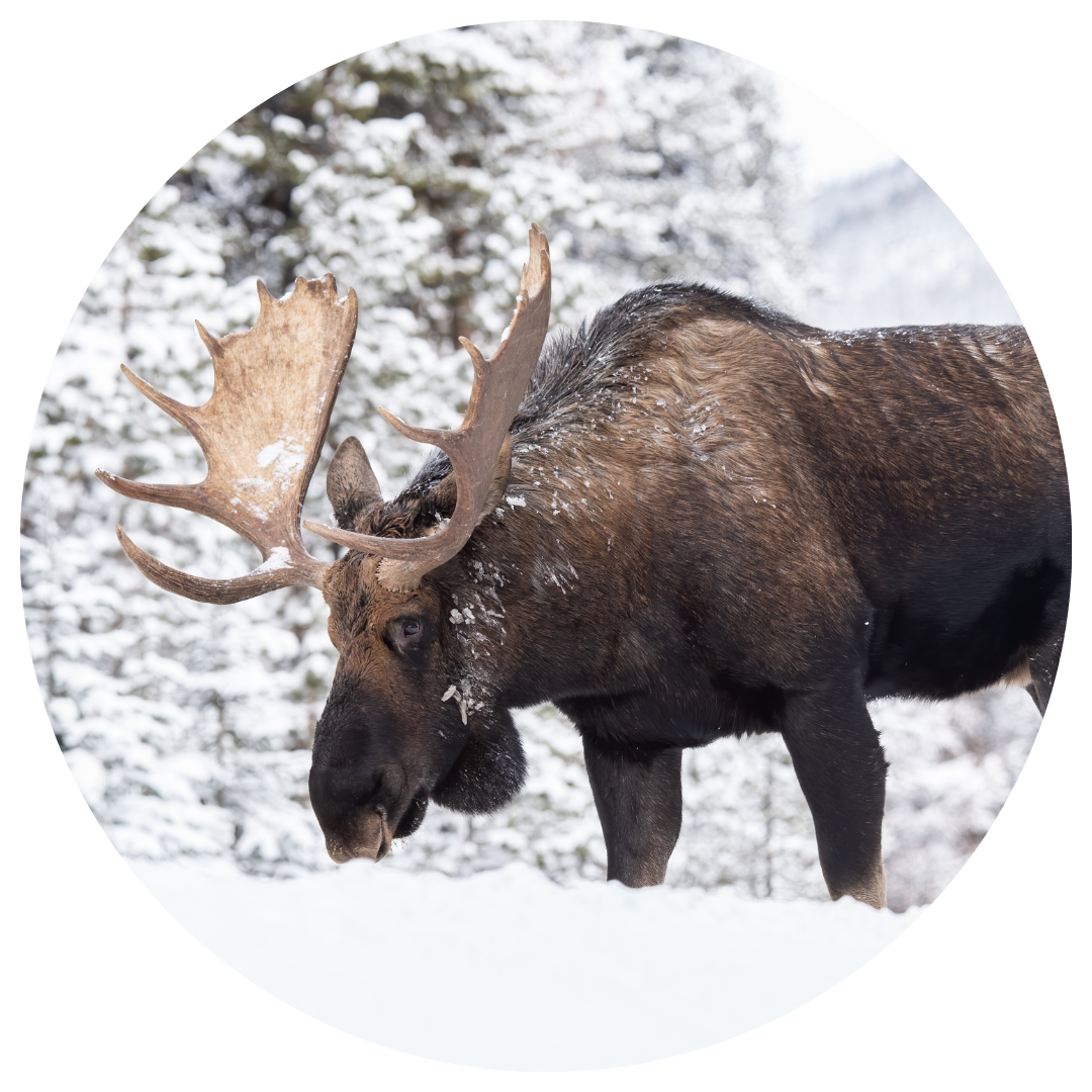 Learn to pronounce moose (ȻAWEOĆ) in SENĆOŦEN